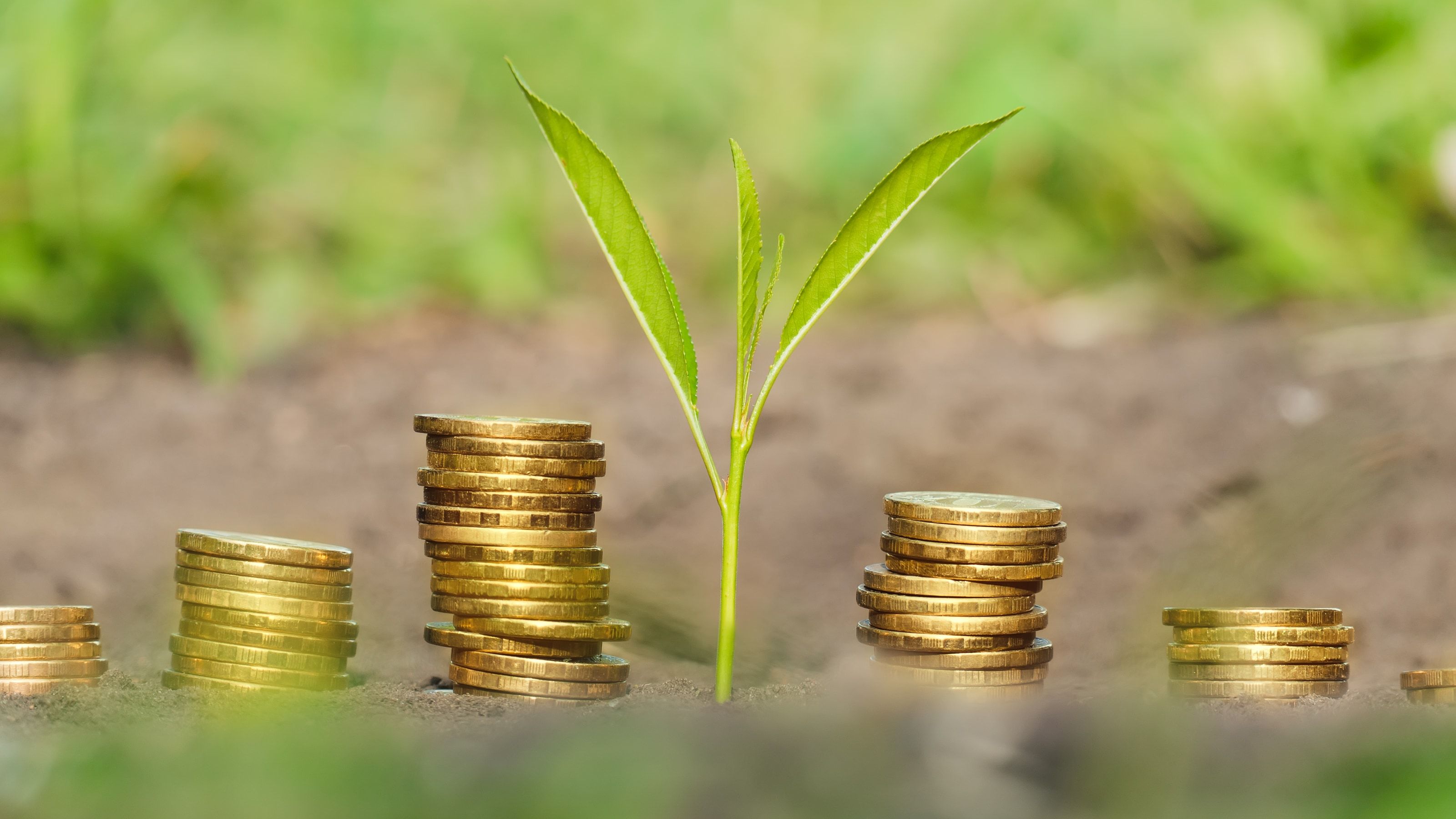 Monedas y una planta germinando, concepto de inversión